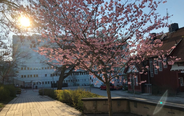 Södra huset, blommande rosa träd i förgrunden. Foto: Helene Komlos-Grill/Stockholms universitet